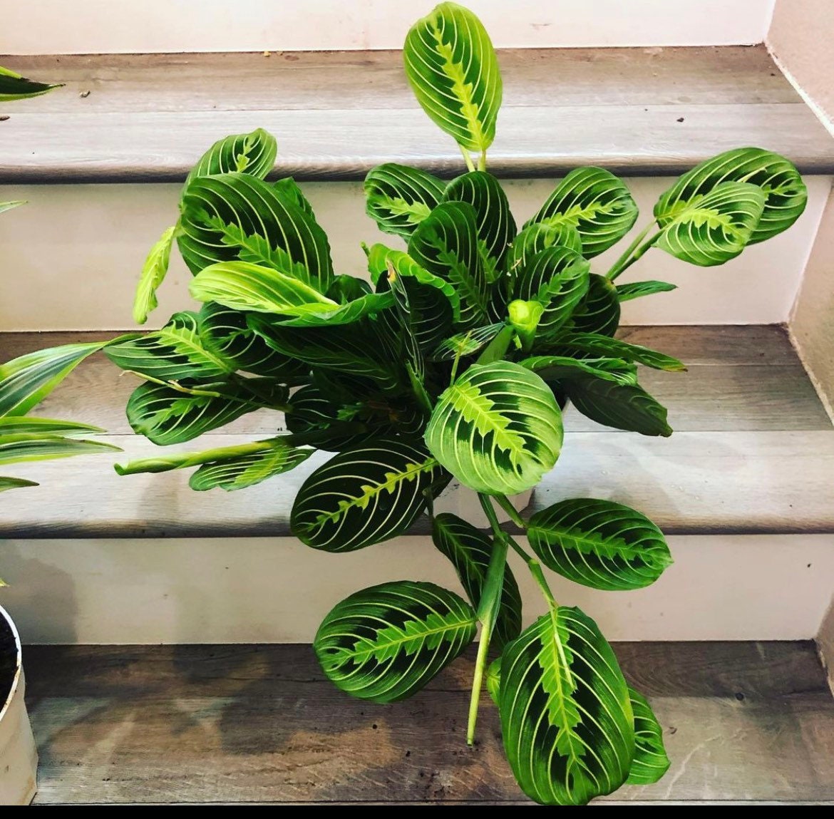 Large Green Lemon-lime Maranta Prayer Plant- Leuconeura  in  6 Inch Pot- Easy Care , Pet Friendly , Air Purifier