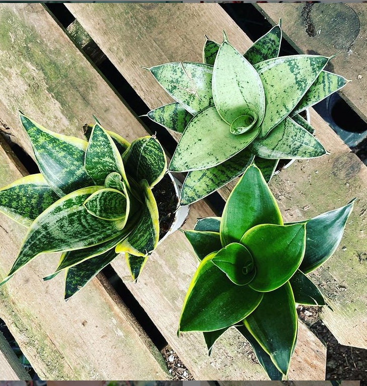 Dwarf Sansevieria Combo- Ocean Star &