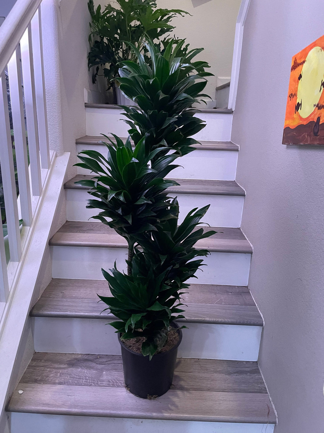 3 ft  -3 cane in pot  Janet Craig Compacta Dracaena-ships without pot-similar to photo not exact . 3ft is measured from bottom of pot