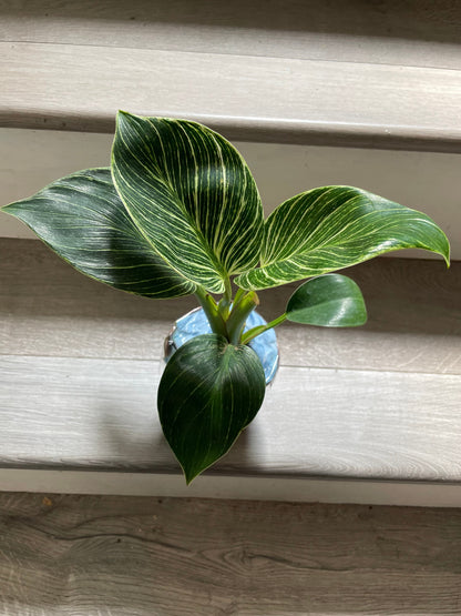 4 inch live potted-Philodendron Birken