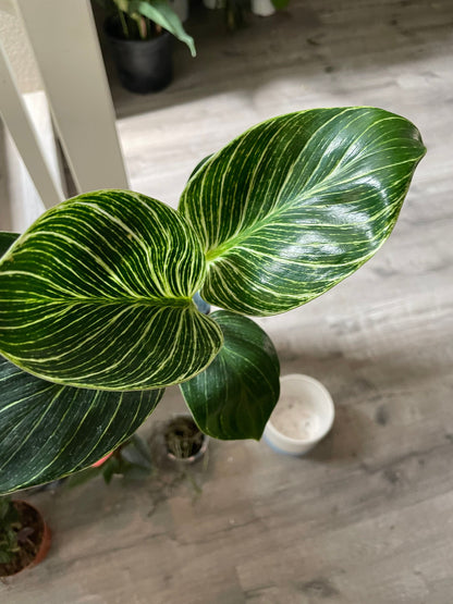 4 inch live potted-Philodendron Birken