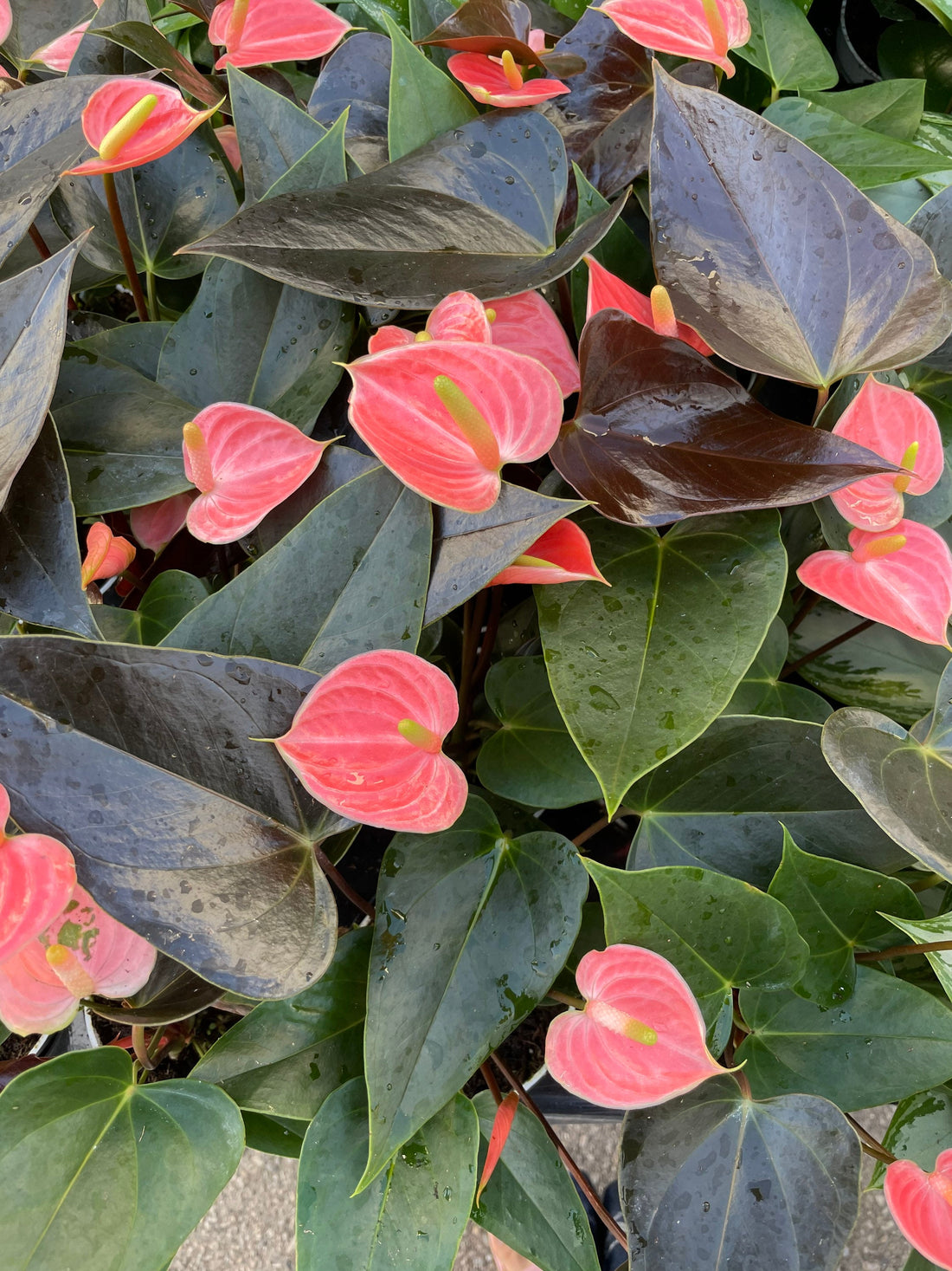 4 in potted live plant - Collectors Salmon pink flower on black red leaves Anthurium- easy care, air purifier-Anthurium Rainbow champion