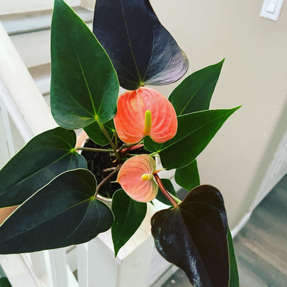 4 in potted live plant - Collectors Salmon pink flower on black red leaves Anthurium- easy care, air purifier-Anthurium Rainbow champion