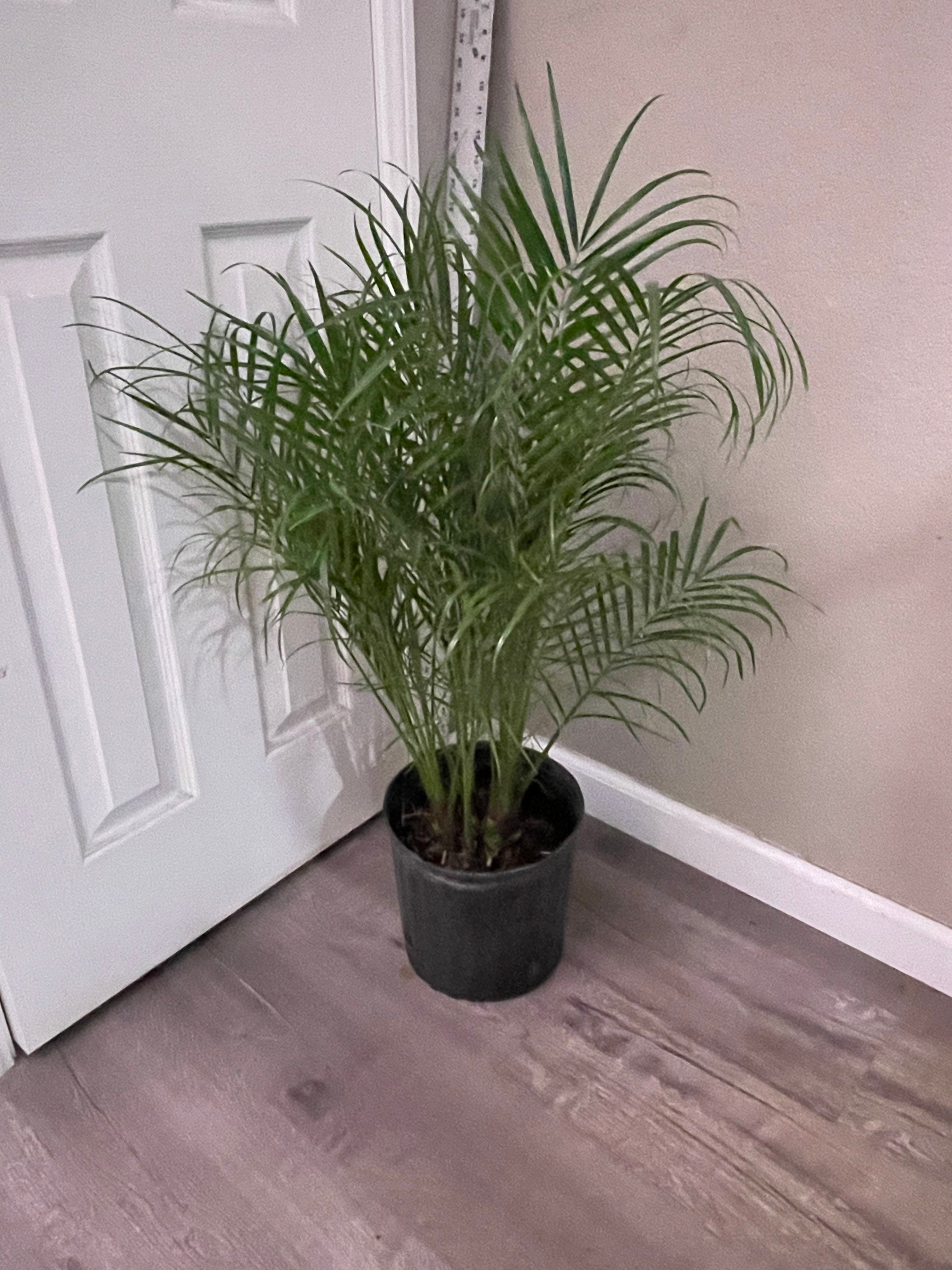 2-3 ft Tall -3 gallon multi trunk  -Roebellini-Pygmy Dare Palm -indoor or outdoor -low maintenance easy care