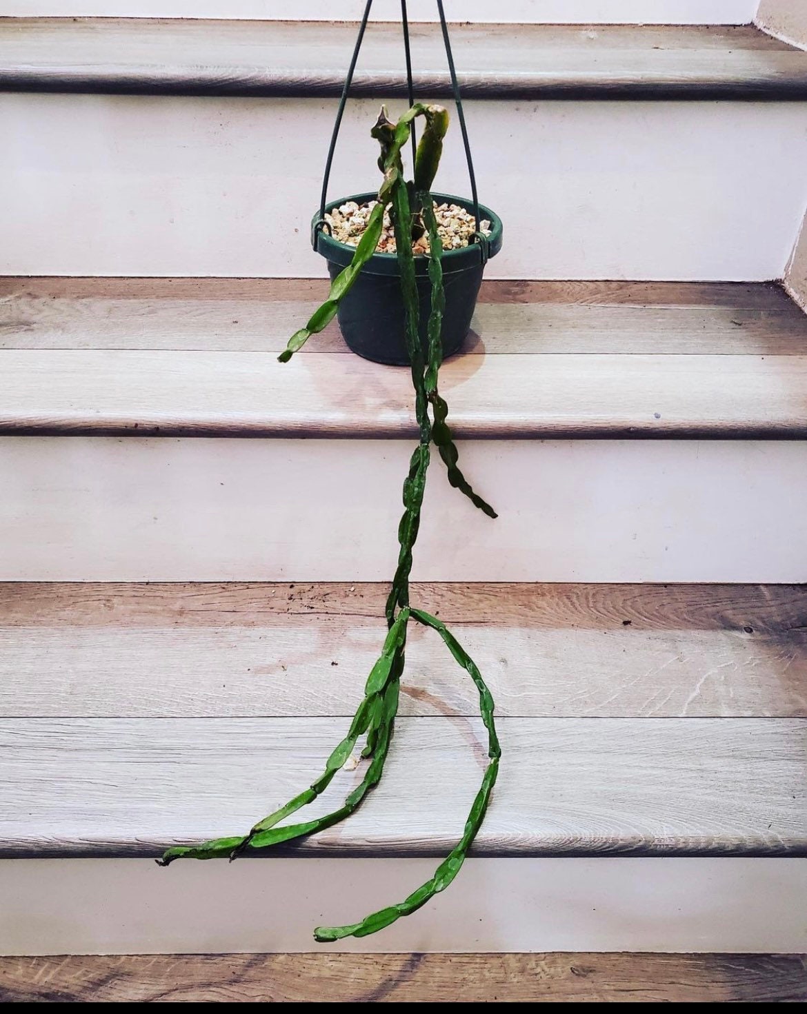 rhipsalis paradoxa-large form-rare 6 inch long cuttings