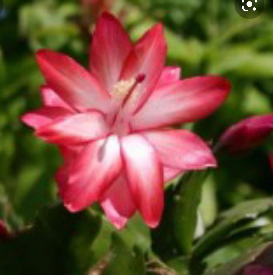 4 inch  potted-Thanksgiving Cactus Schlumbergera truncata -Exotic Dancer-no blooms yet