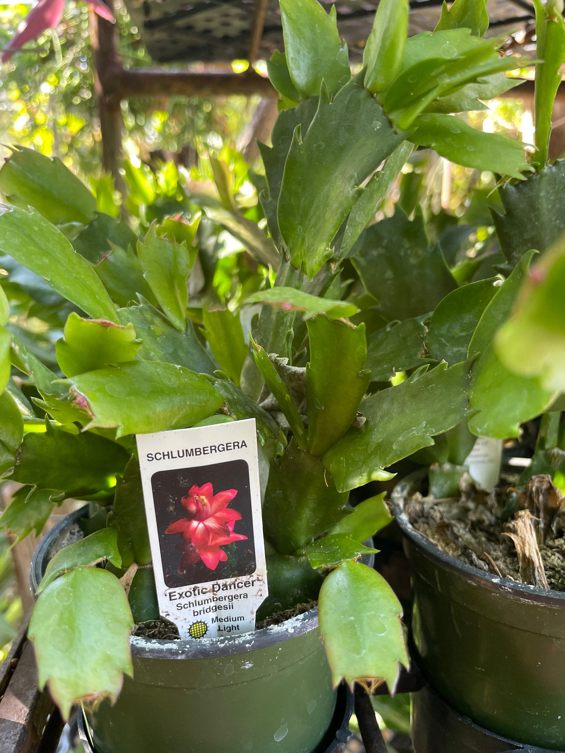 4 inch  potted-Thanksgiving Cactus Schlumbergera truncata -Exotic Dancer-no blooms yet