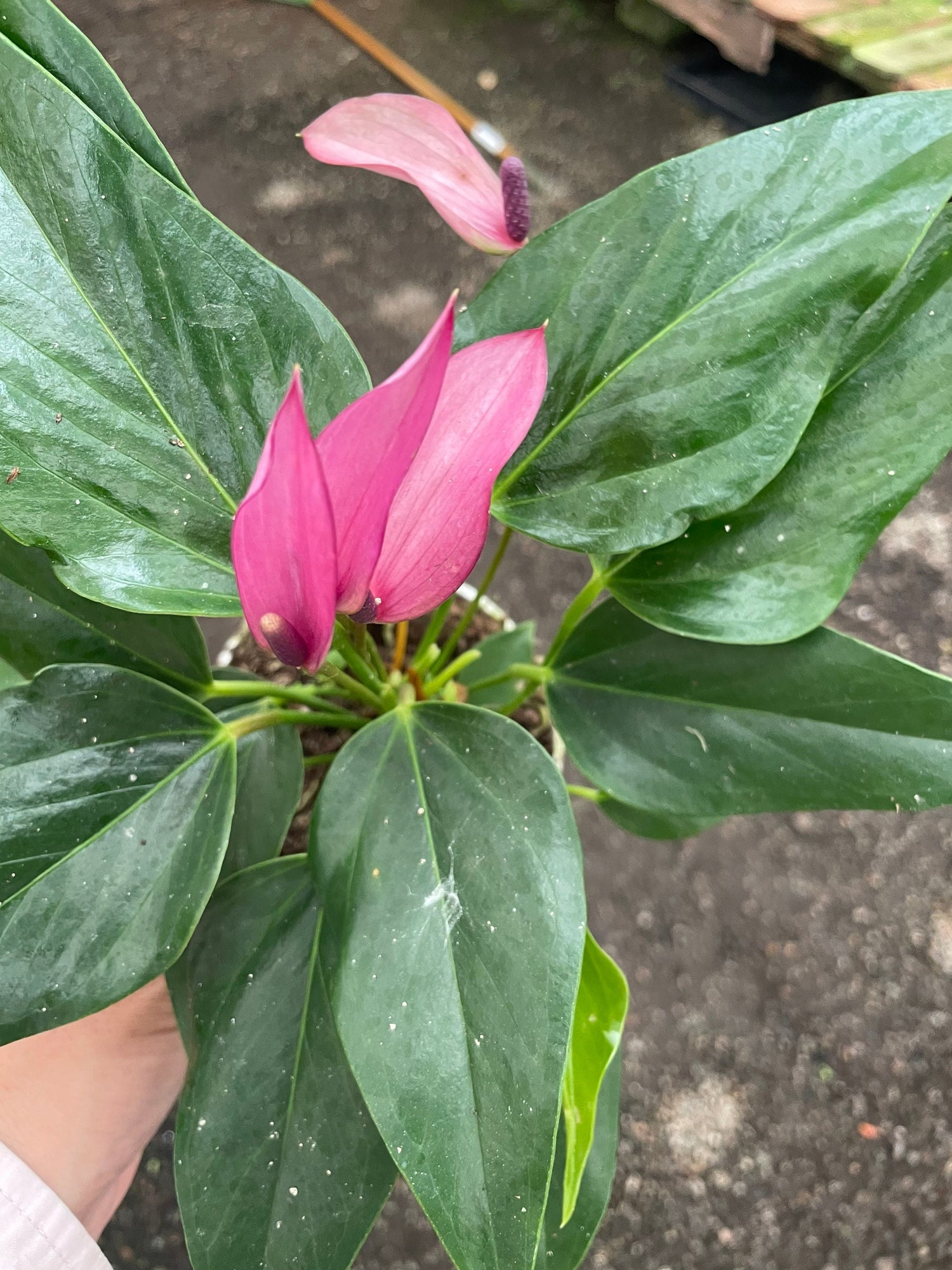 Hard to find - 4 inch potted live plant -light purple anthurium- anthurium zizou