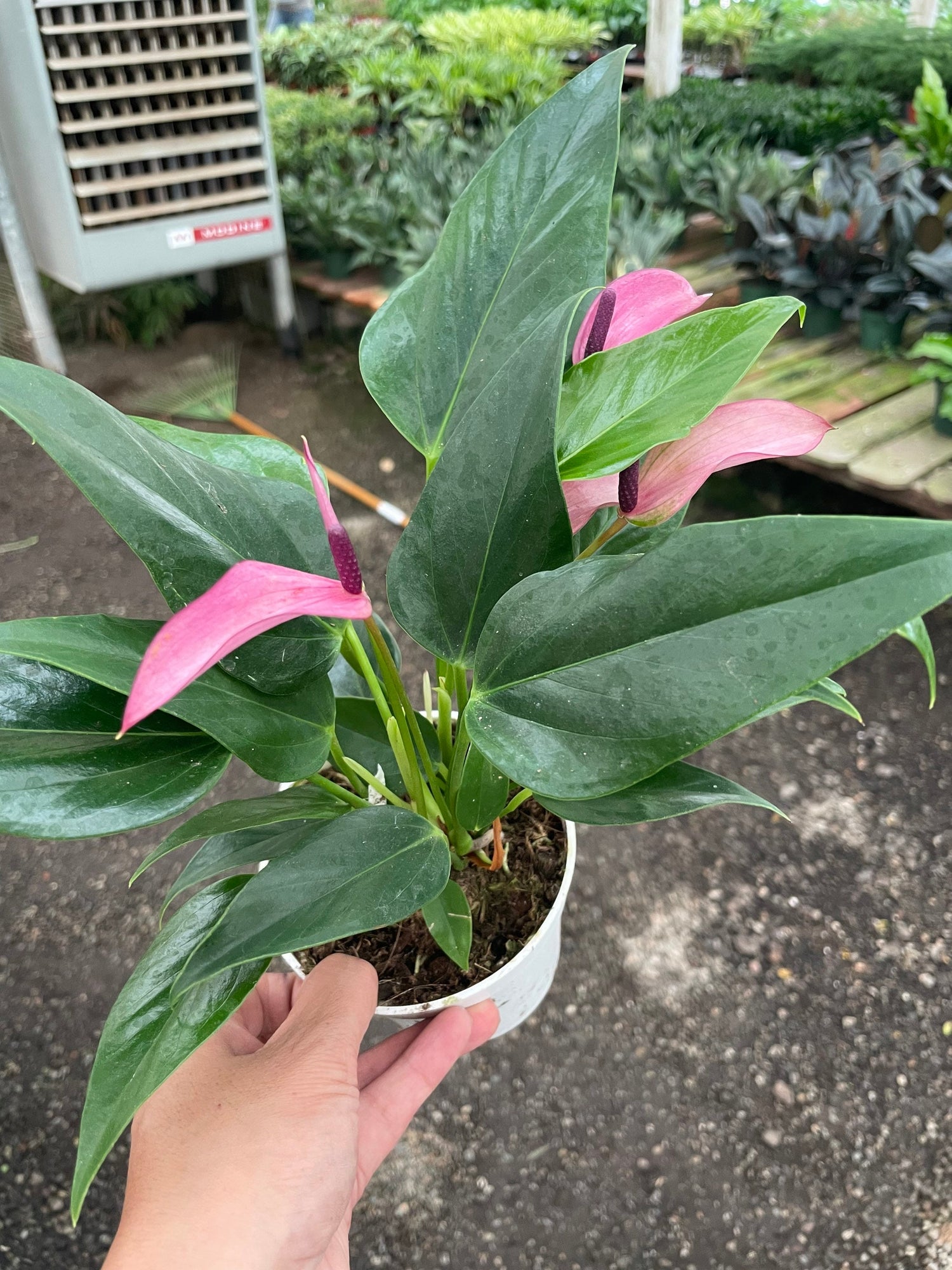 Hard to find - 4 inch potted live plant -light purple anthurium- anthurium zizou