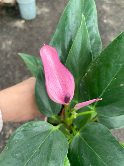 Hard to find - 4 inch potted live plant -light purple anthurium- anthurium zizou