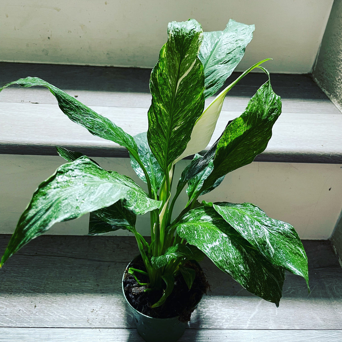 Variegated Spathiphyllum Peace Lily Domino - Live Indoor air purifying plant 4 inch pot