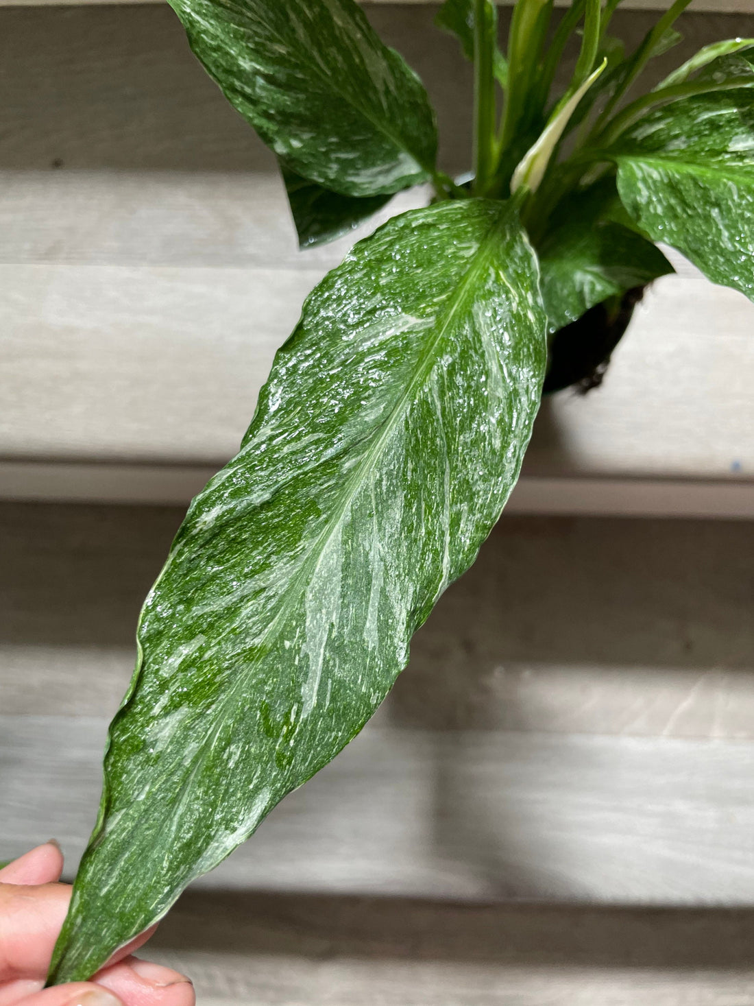 Variegated Spathiphyllum Peace Lily Domino - Live Indoor air purifying plant 4 inch pot