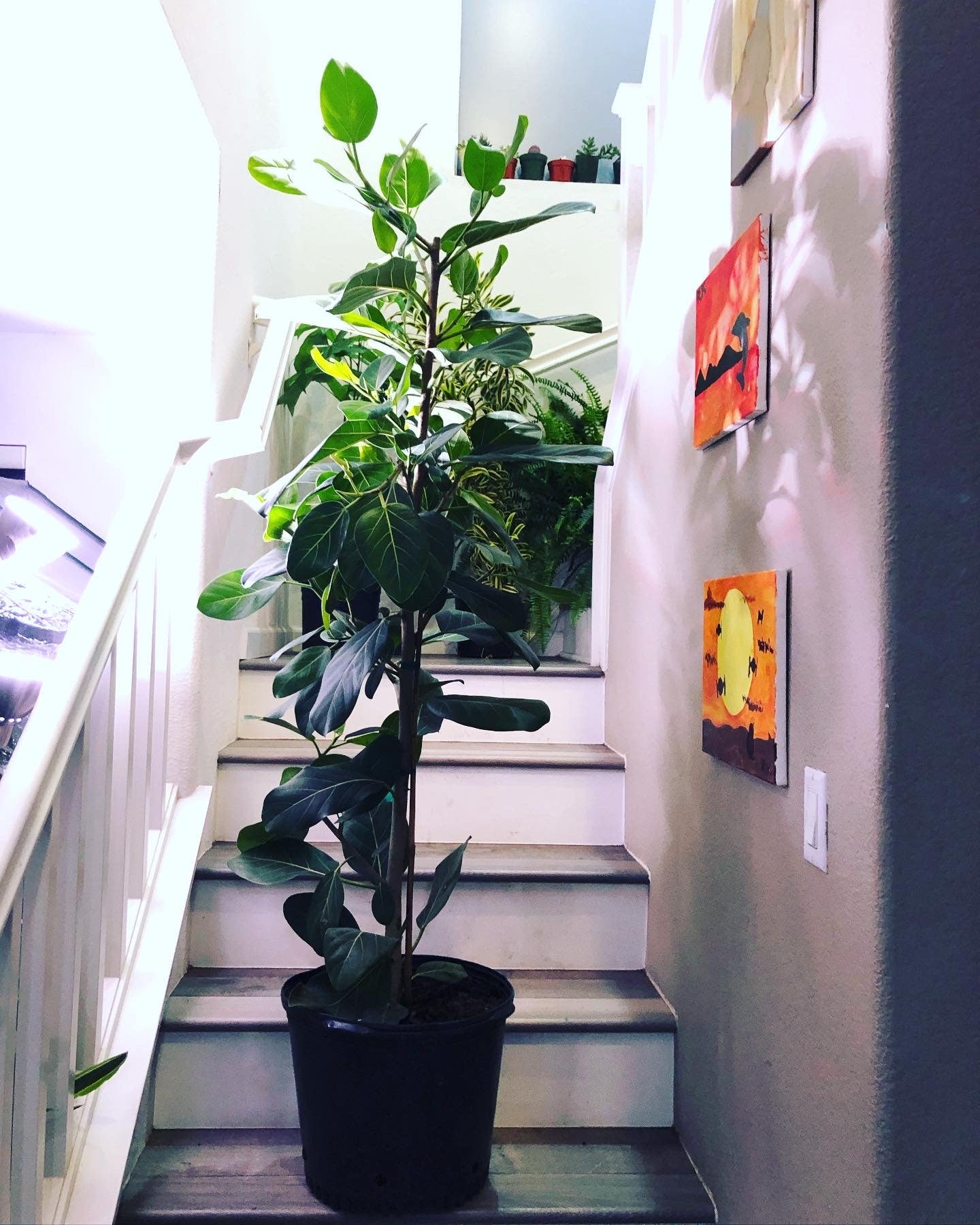 5ft - Ficus Audrey -Free Shipping Ships with out Growers Pot-Hard to find this size