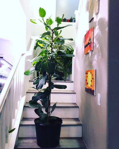 5ft - Ficus Audrey -Free Shipping Ships with out Growers Pot-Hard to find this size