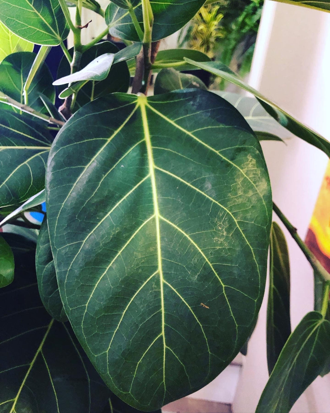 5ft - Ficus Audrey -Free Shipping Ships with out Growers Pot-Hard to find this size