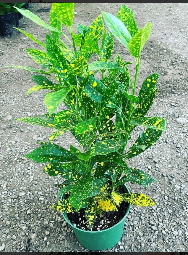 Large 6 inch pot Gold Dust Croton - yellow and green   Indoor/Outdoor Air Purifier-easy care