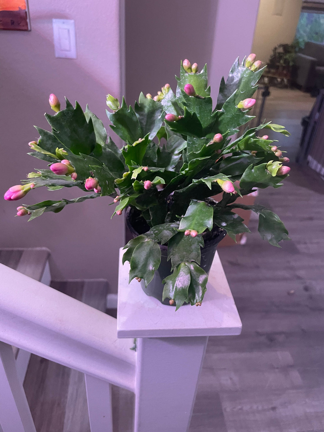 4 inch  potted-Schlumbergera bridgesii -Purple dancer -Thanksgiving Cactus - looks like light pink blooms