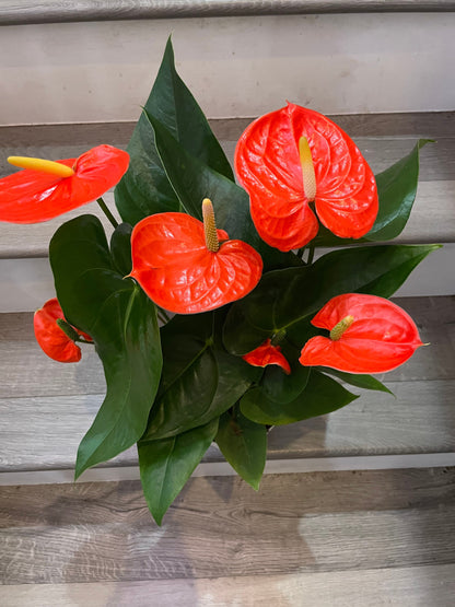 Xtra Large 1.5 ft to 2ft tall -6 inch pot - Neon Orange Anthurium easy care, air purifier-large leaves , large blooms-Anthurium Nebraska