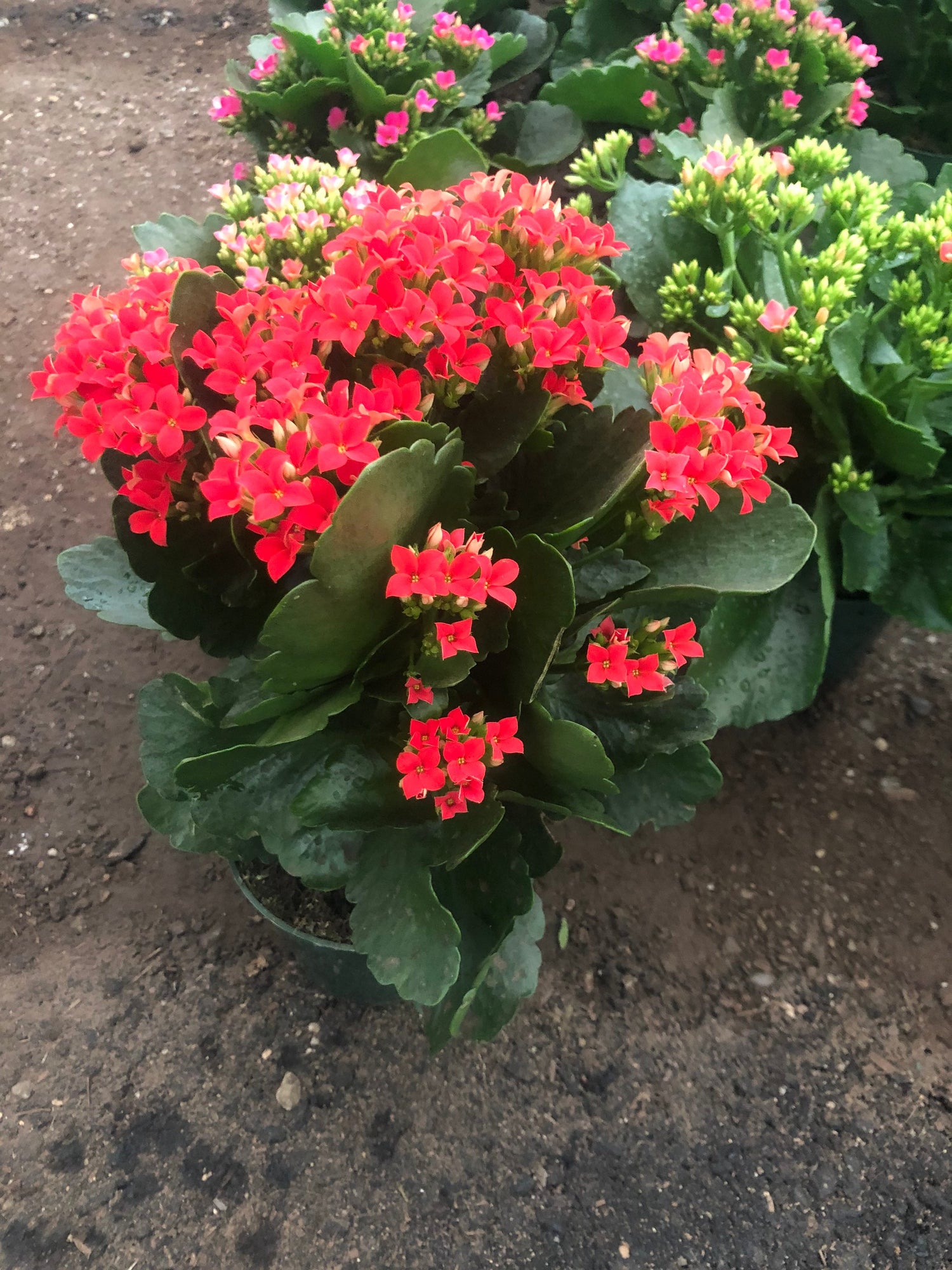 4 inch Live potted -Red Kalanchoe blossfeldiana