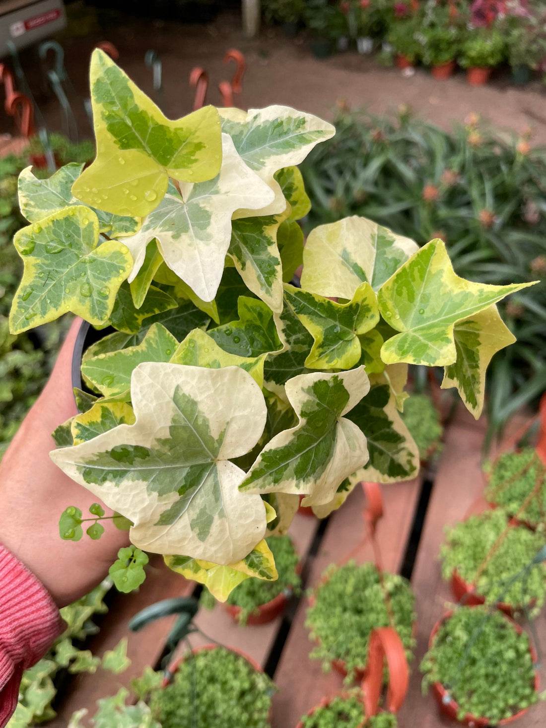 4 inch english yellow and white variegated ivy-hard to find -live plant comes in growers pot-variegation can vary