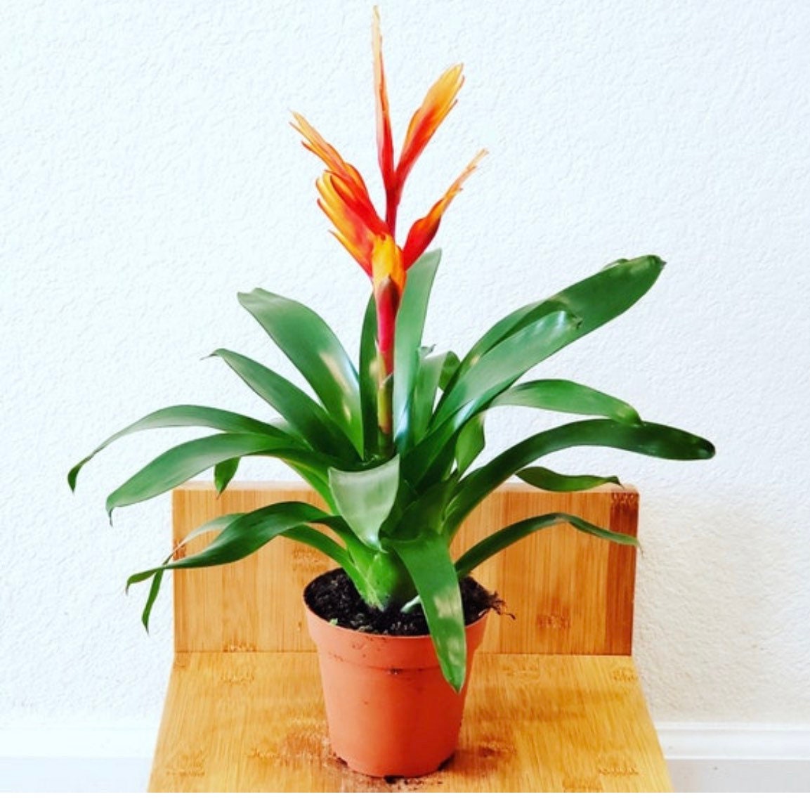 4 inch pot 6 inch  tall -Bromeliad Vriesea vogue red- easy care keep water in flower cup! 4 inch pot