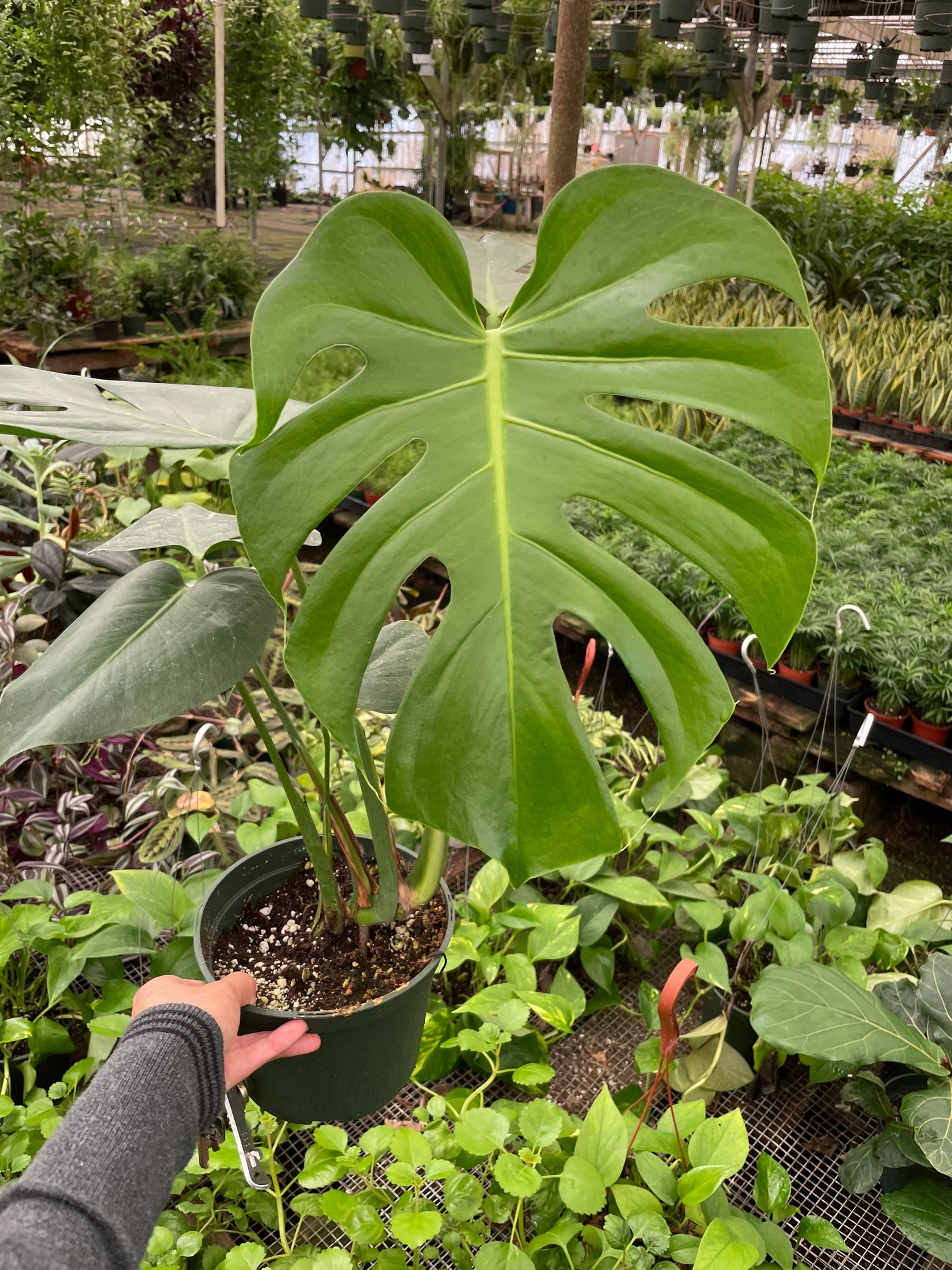 6 inch pot -Giant Monstera Deliciosa -can fruit when mature and is edible -modern plant- east care -air purifier-wood pole not included