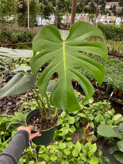 6 inch pot -Giant Monstera Deliciosa -can fruit when mature and is edible -modern plant- east care -air purifier-wood pole not included
