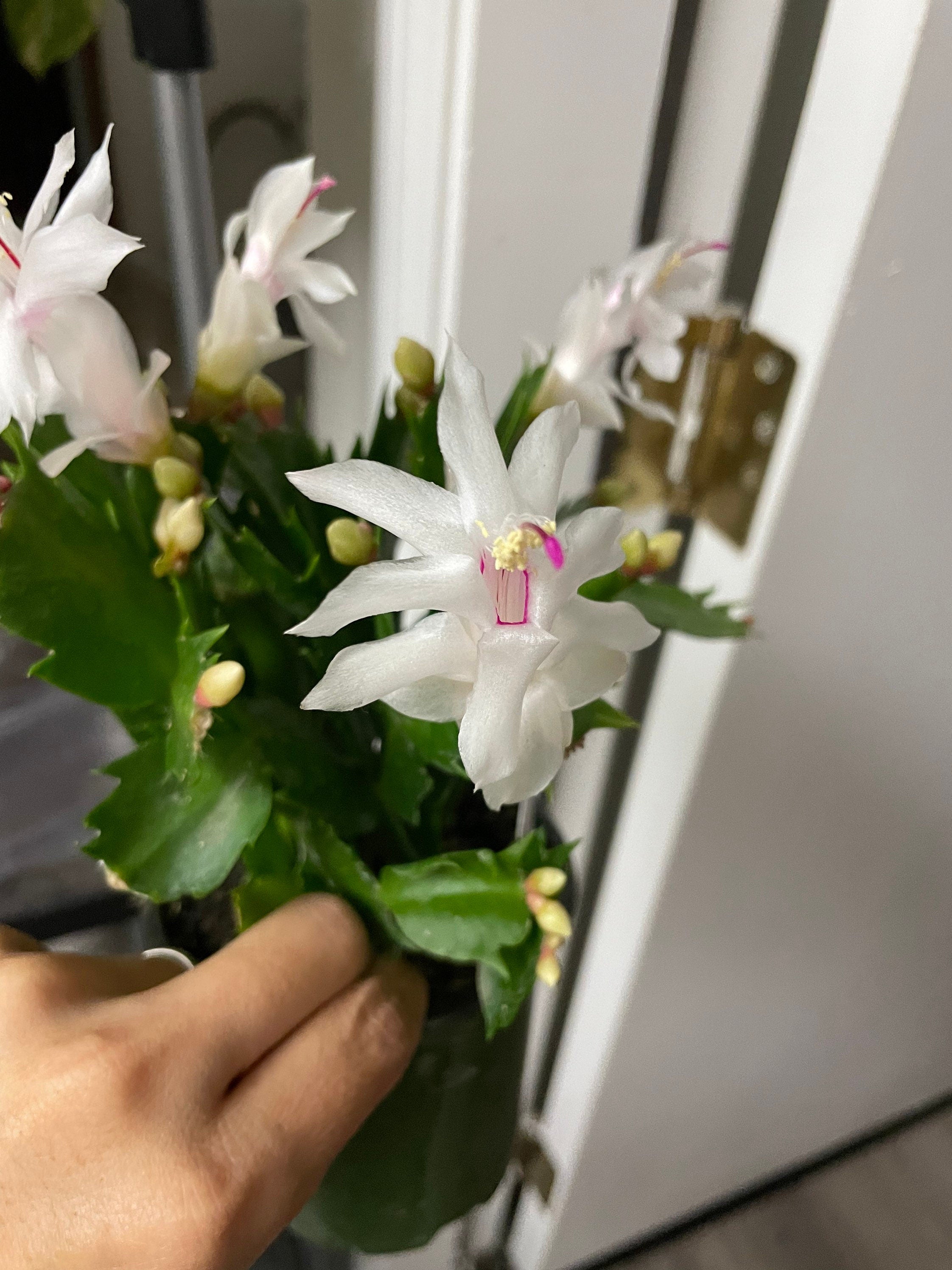 4 inch  potted-Schlumbergera bridegesii White-Thanksgiving Cactus - white flowers