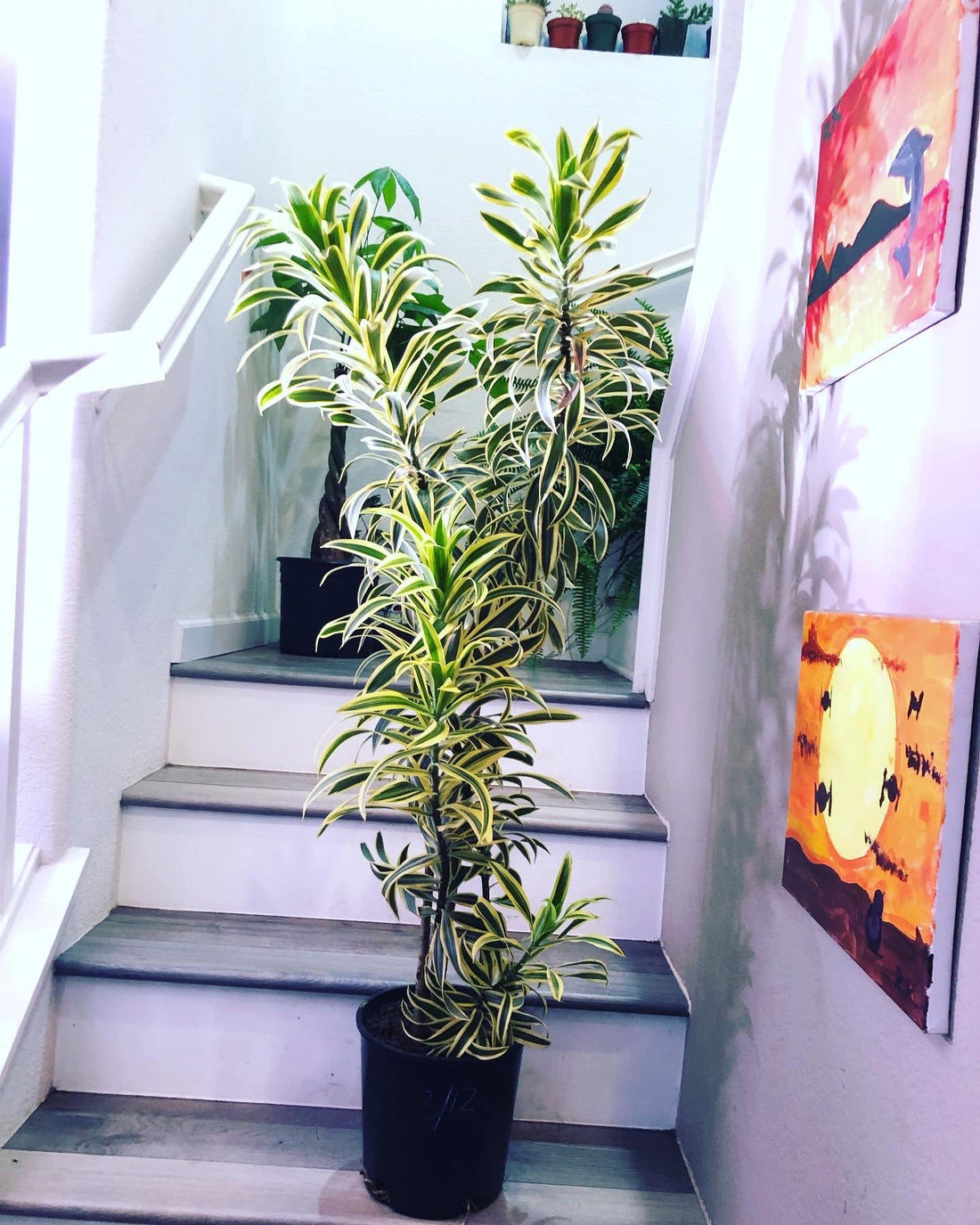 4-5ft  plant-variegated Song of india - -air purifier-easy care- hard to find this size -ship without growers pot.-exact plant