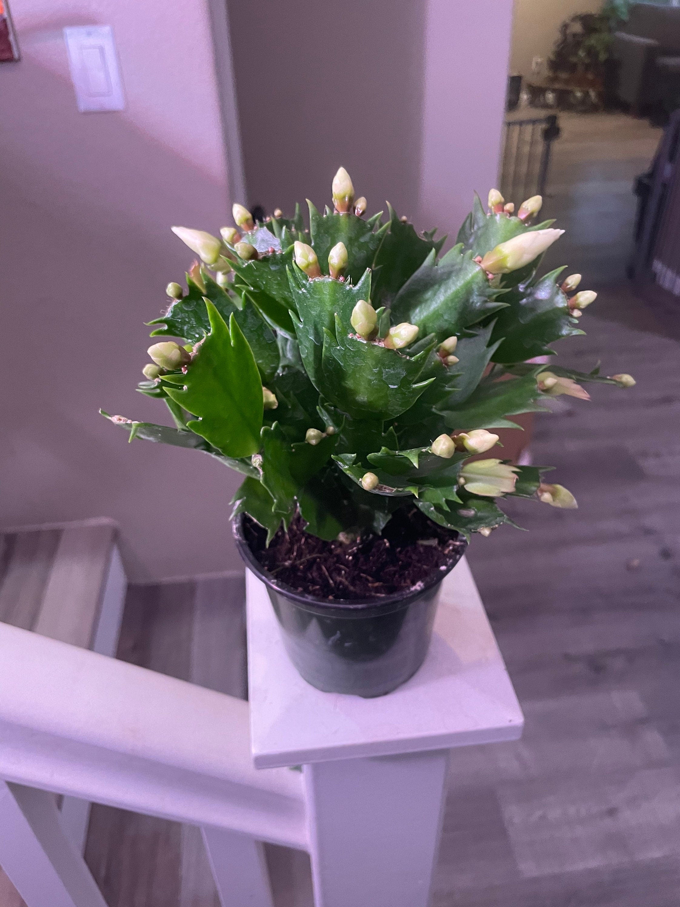 4 inch  potted-Schlumbergera bridegesii White-Thanksgiving Cactus - white flowers