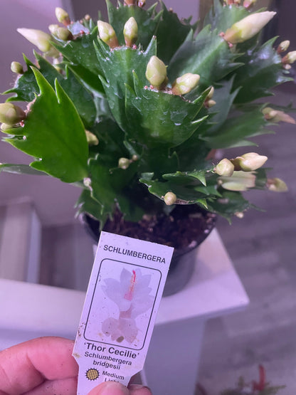 4 inch  potted-Schlumbergera bridegesii White-Thanksgiving Cactus - white flowers