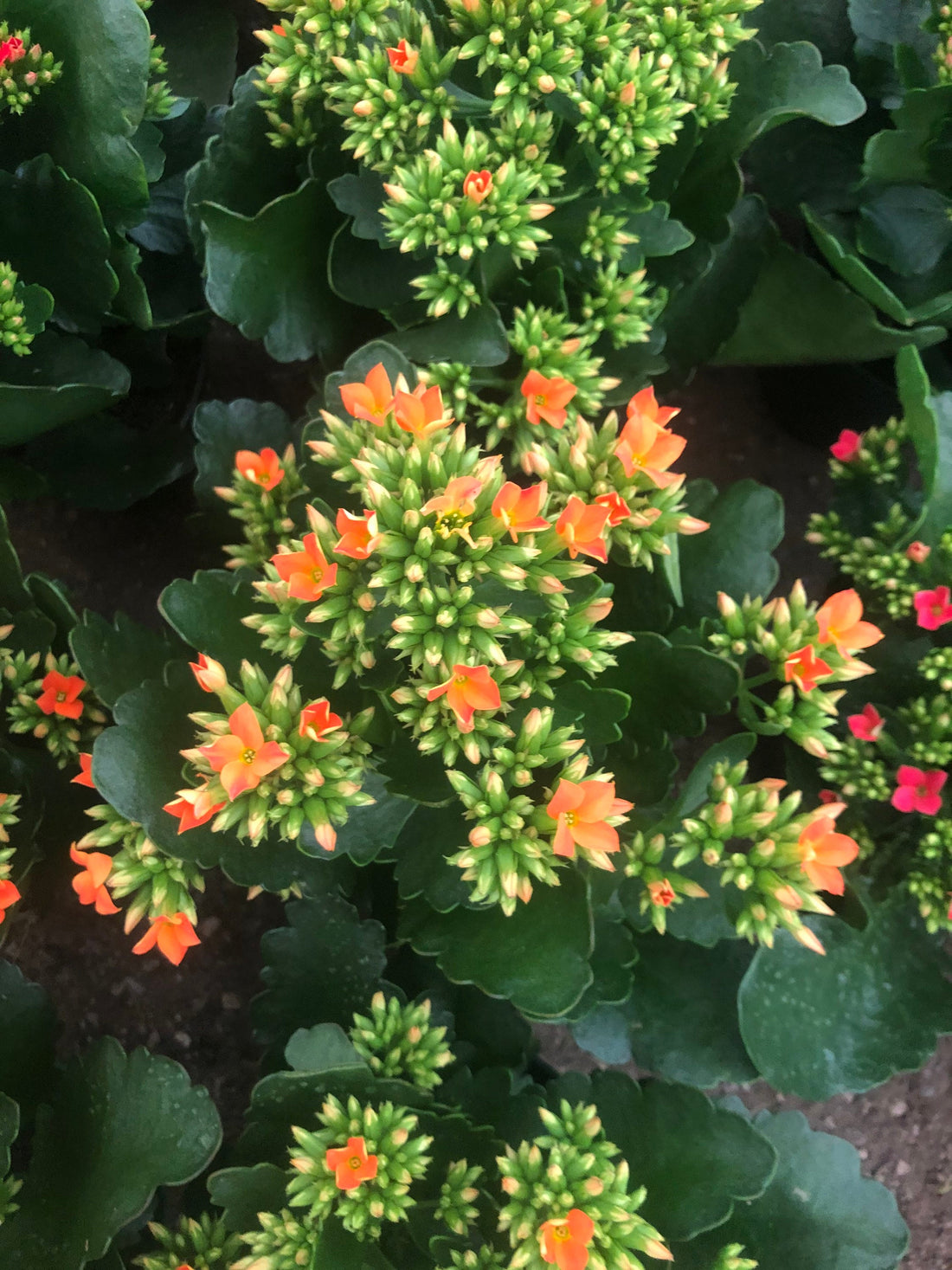 4 inch Live potted -Orange Kalanchoe blossfeldiana