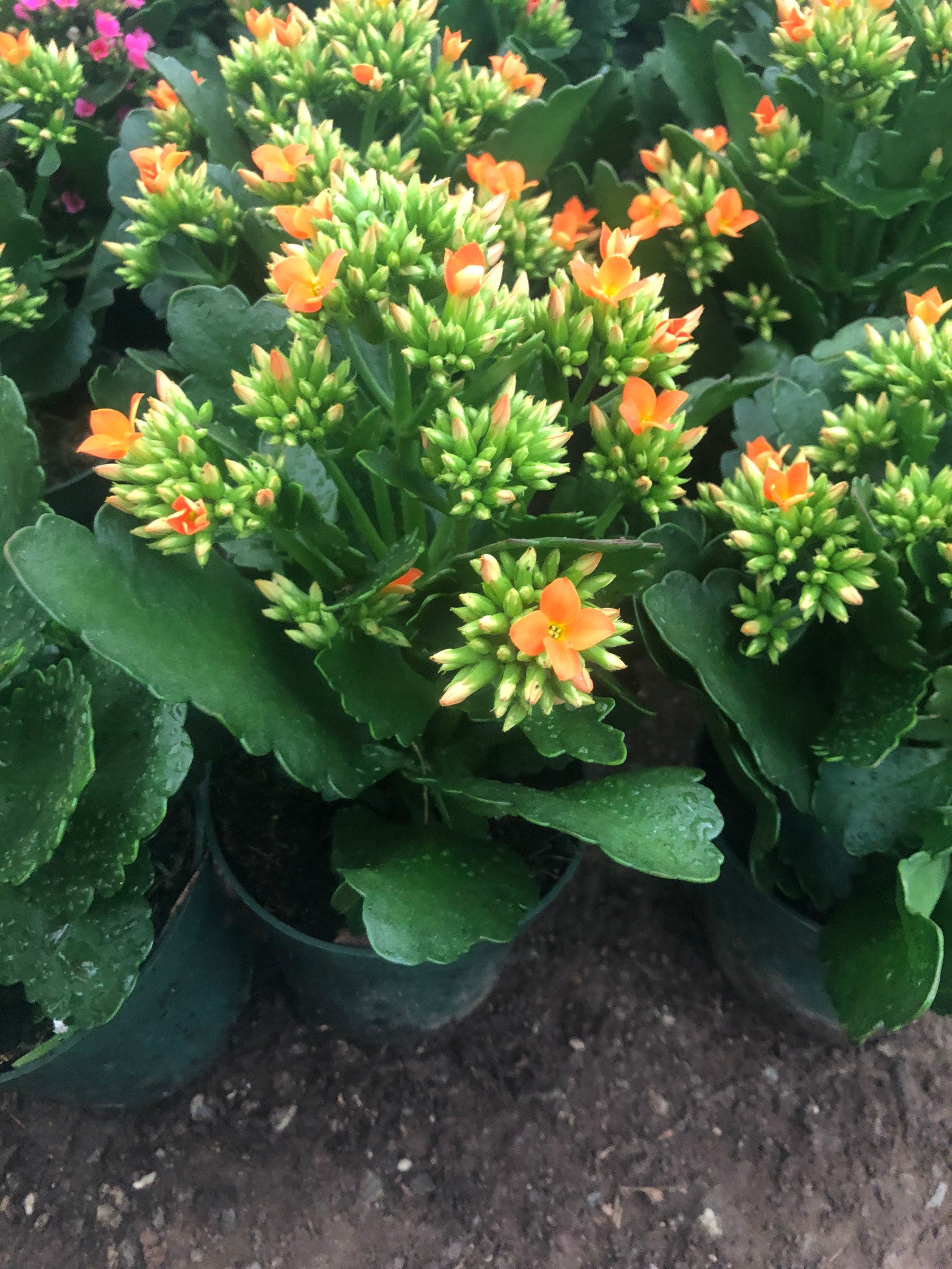 4 inch Live potted -Orange Kalanchoe blossfeldiana