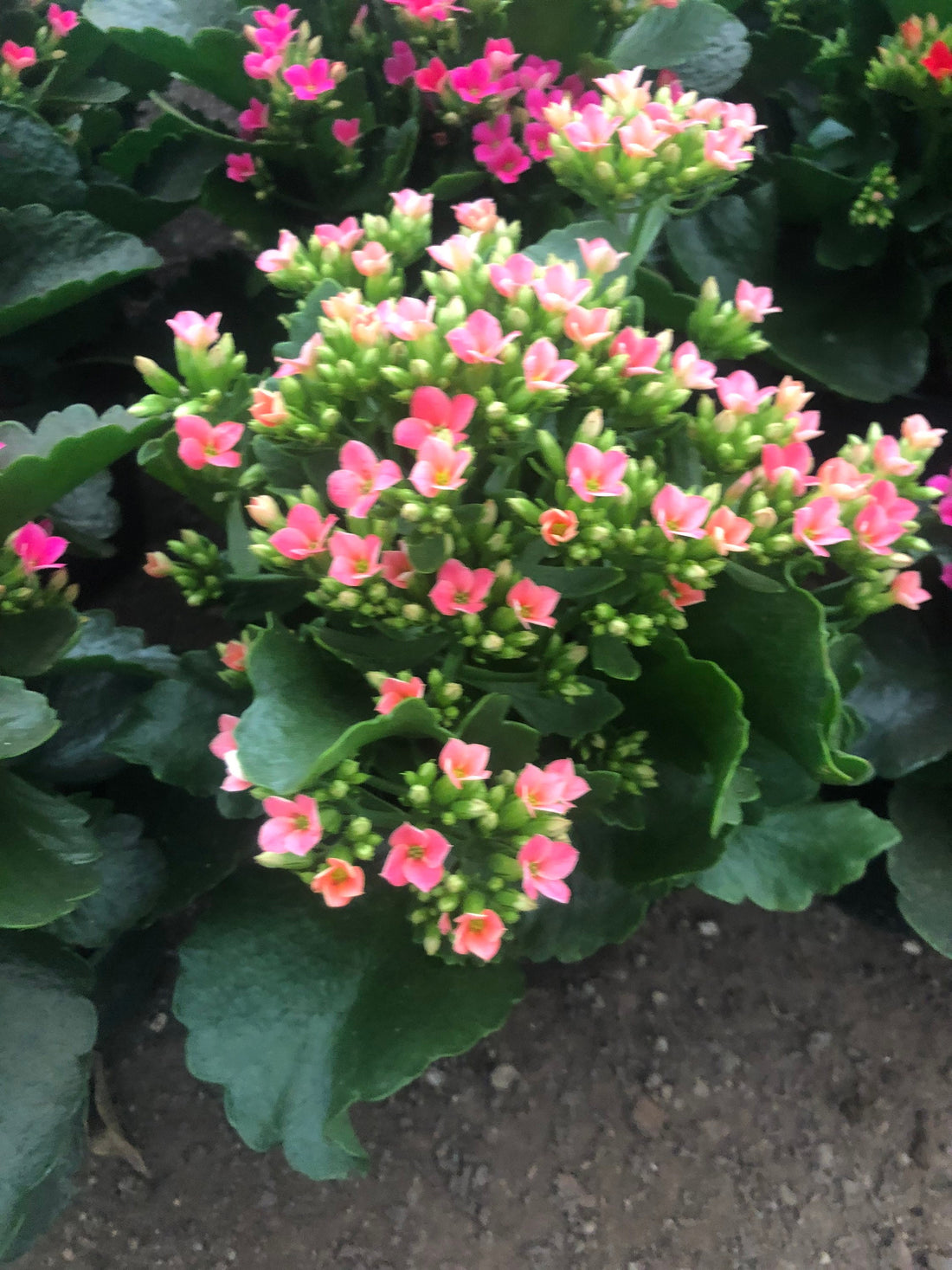 4 inch Live potted -Salmon -Pink Kalanchoe blossfeldiana