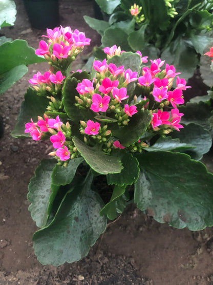 4 inch Live potted -magenta Kalanchoe blossfeldiana