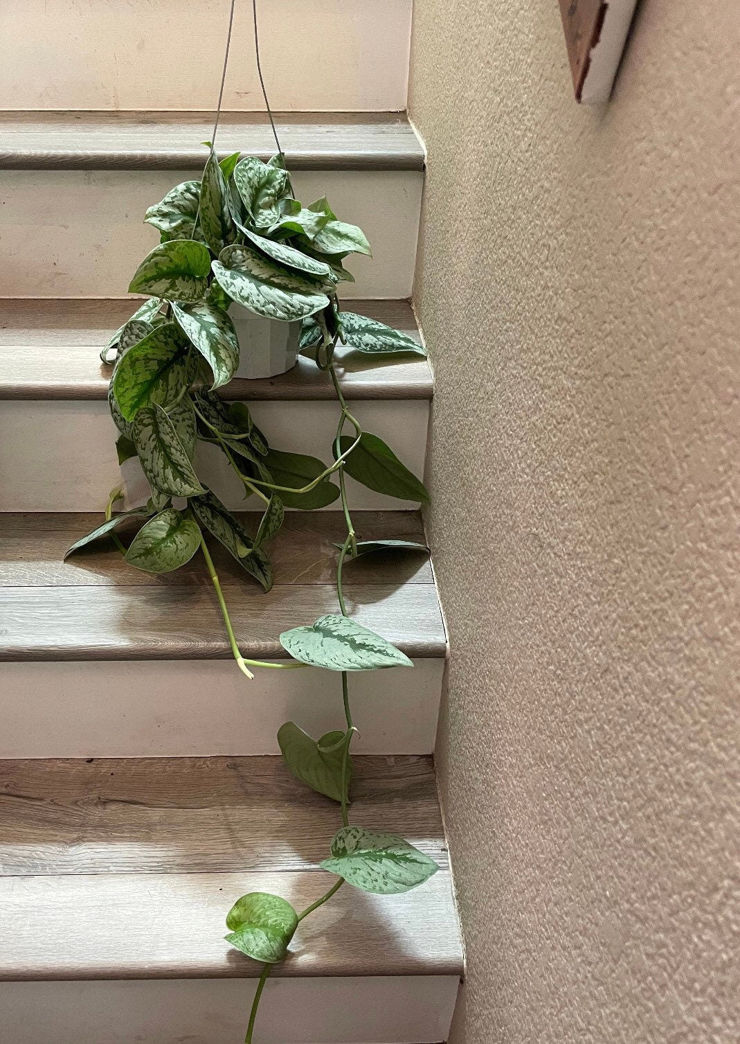 Xtra large 2ft trailing    pothos exoctica -hard to find this size-not exact