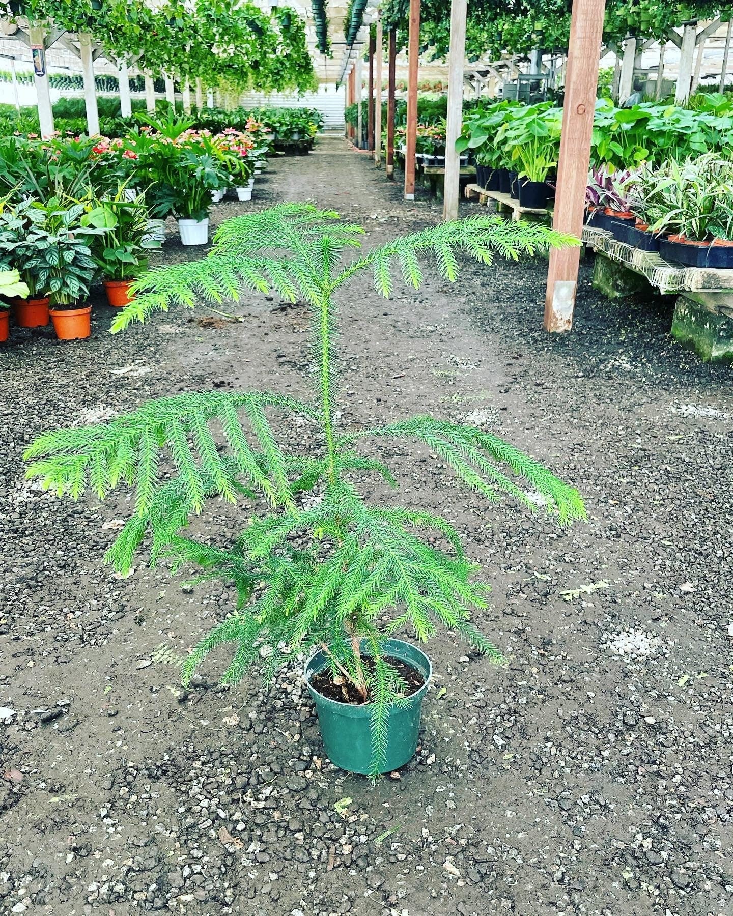 1 ft tall in 6 inches pot live plant -great Christmas tree indoors or outdoors -Norfolk pine