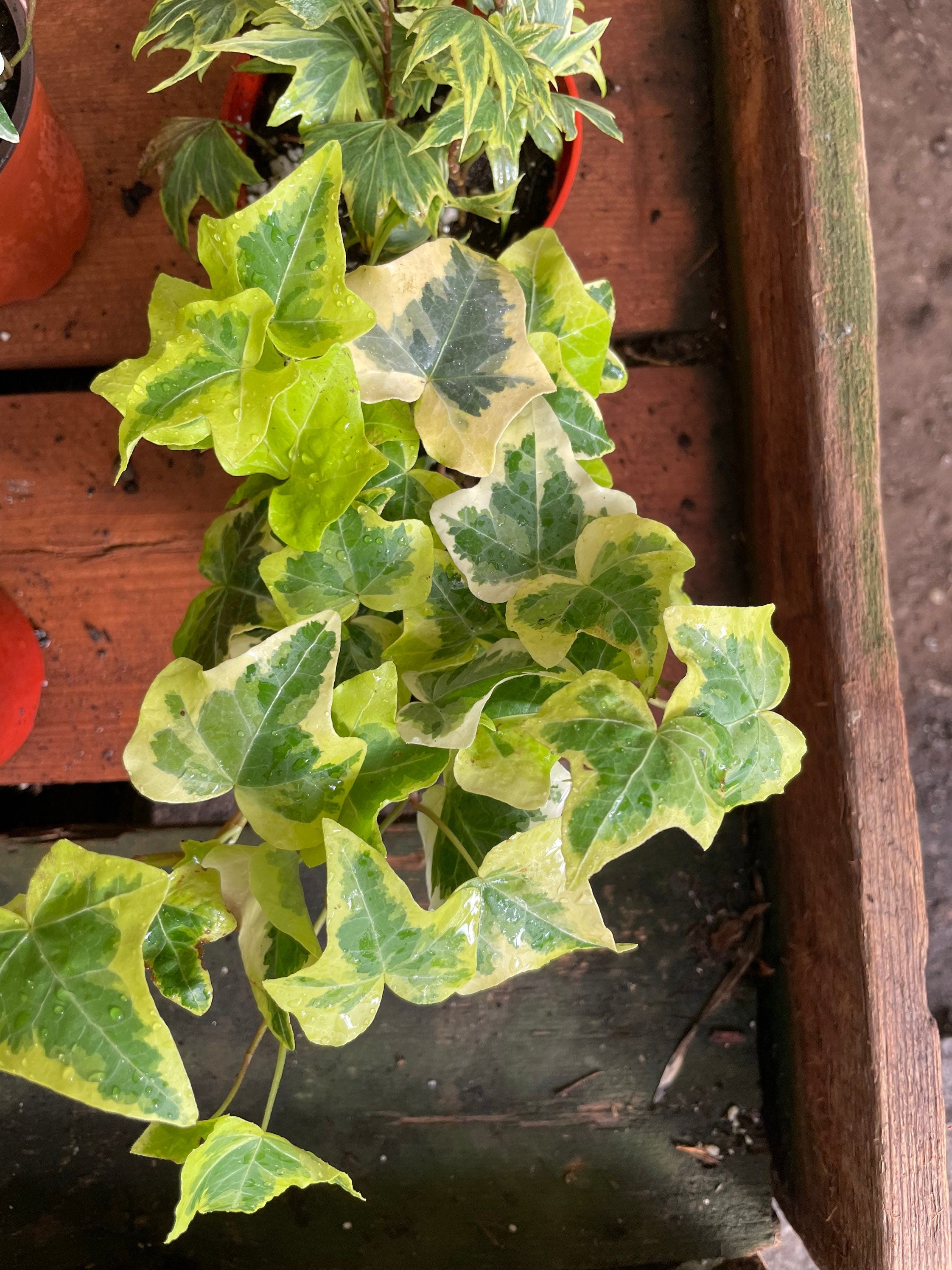 4 inch english yellow and white variegated ivy-hard to find -live plant comes in growers pot-variegation can vary