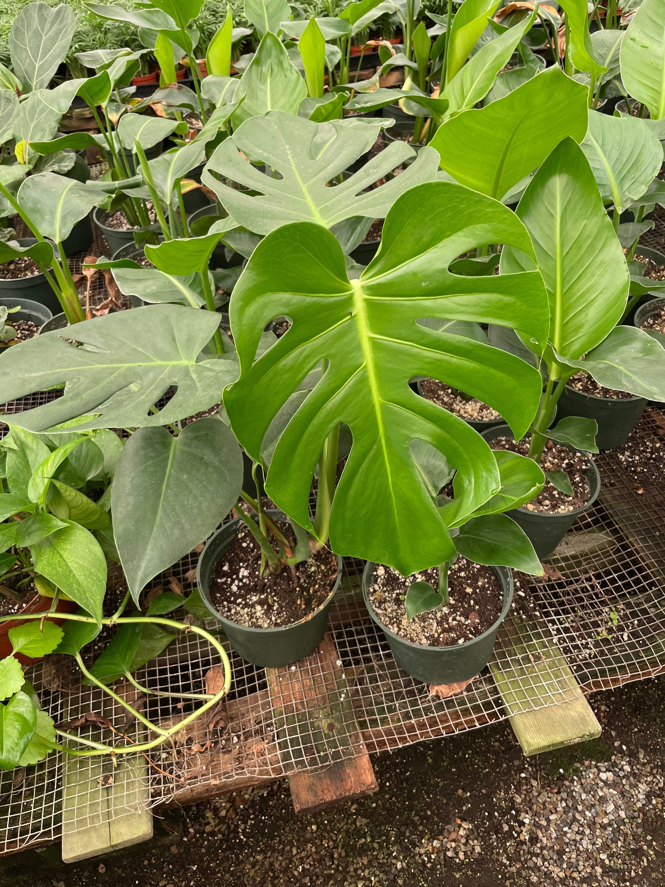 6 inch pot -Giant Monstera Deliciosa -can fruit when mature and is edible -modern plant- east care -air purifier-wood pole not included