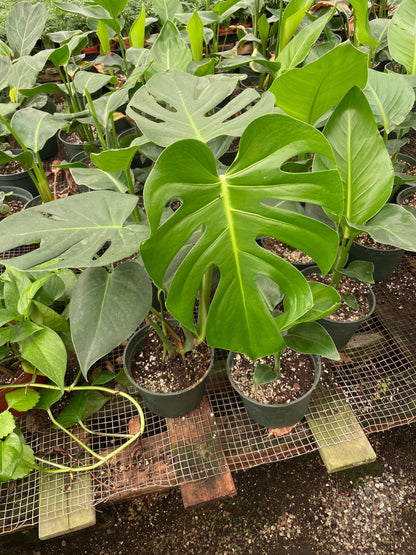 6 inch pot -Giant Monstera Deliciosa -can fruit when mature and is edible -modern plant- east care -air purifier-wood pole not included