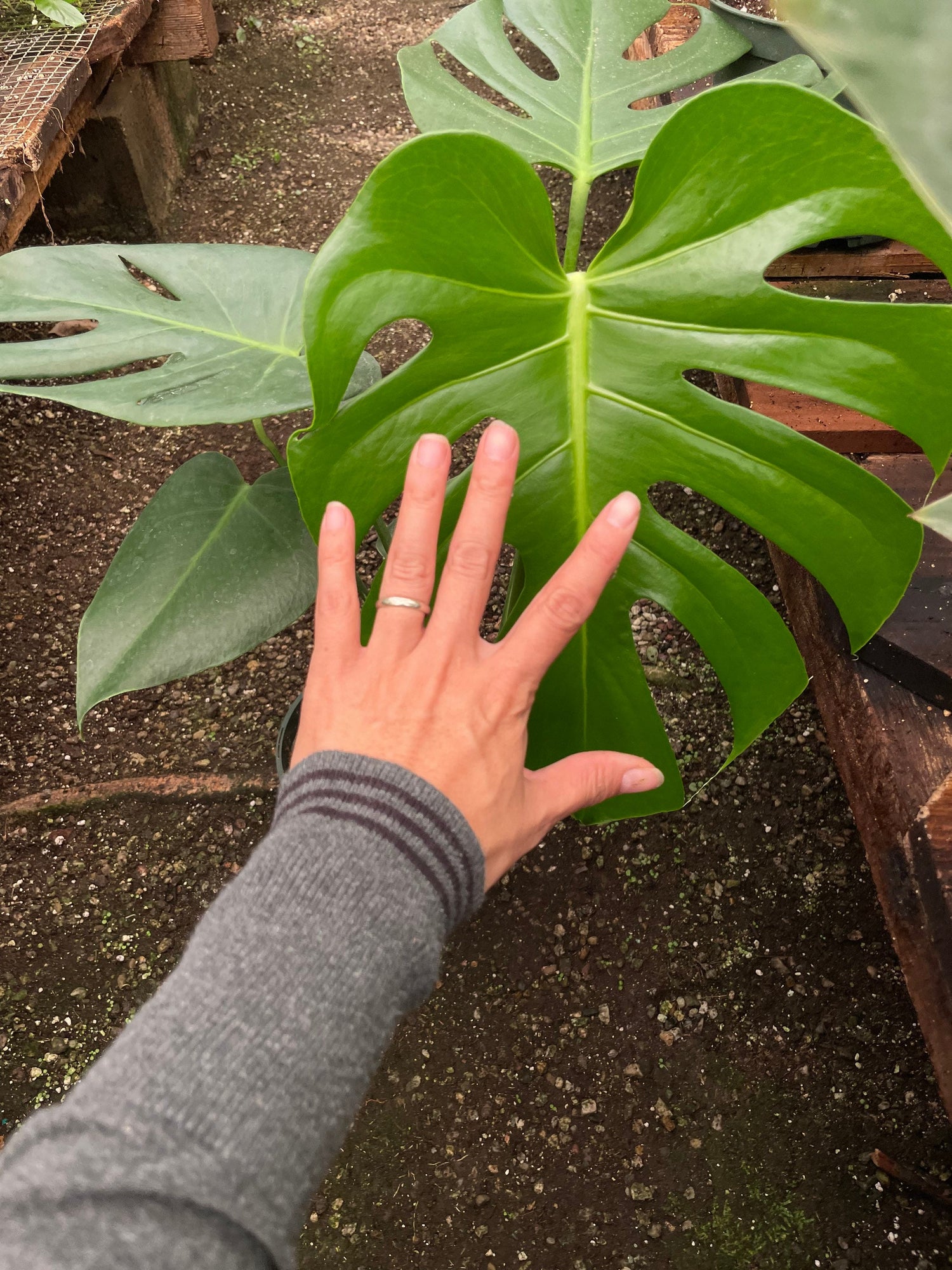 6 inch pot -Giant Monstera Deliciosa -can fruit when mature and is edible -modern plant- east care -air purifier-wood pole not included