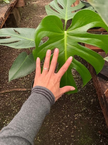 6 inch pot -Giant Monstera Deliciosa -can fruit when mature and is edible -modern plant- east care -air purifier-wood pole not included
