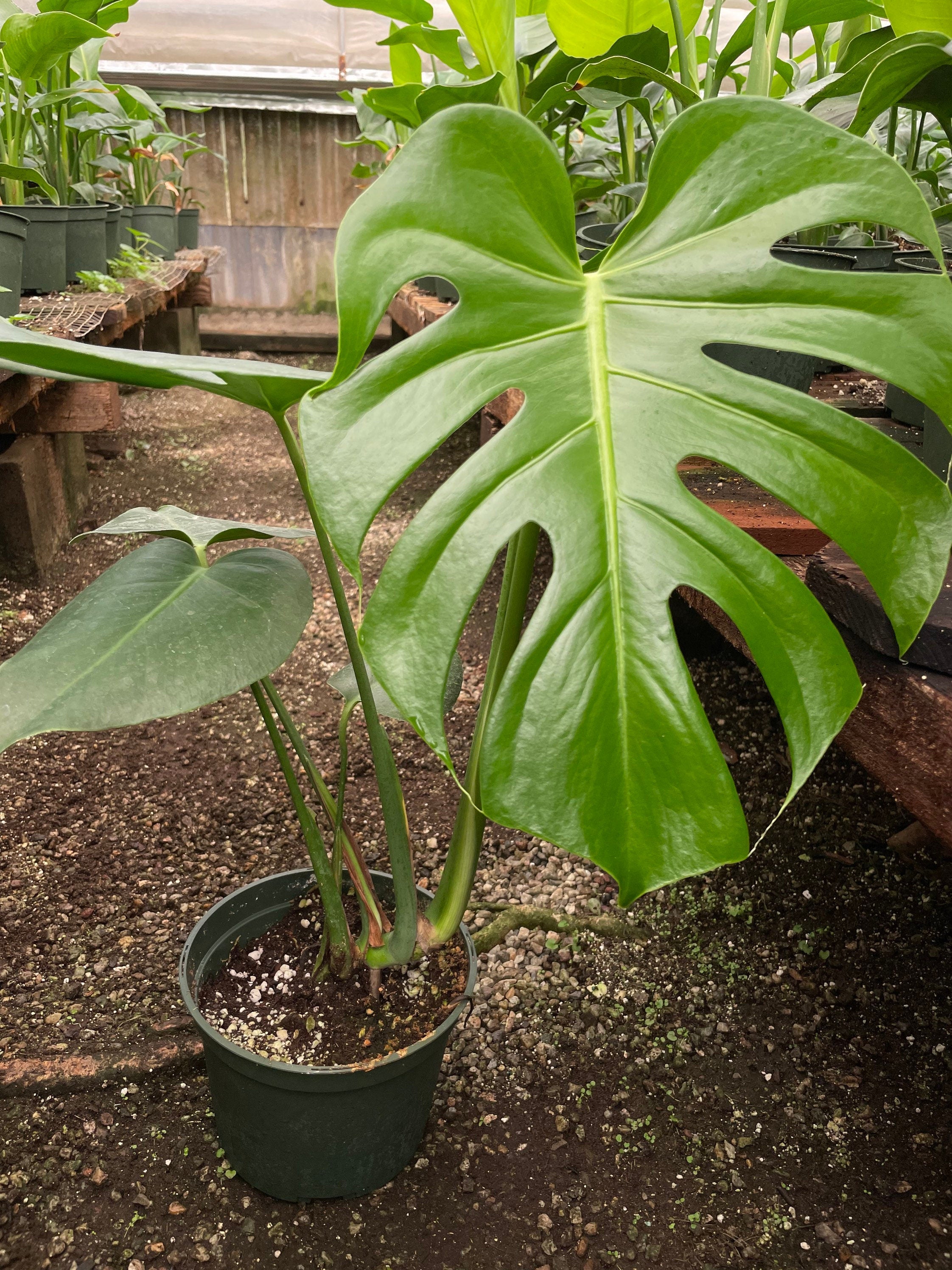 6 inch pot -Giant Monstera Deliciosa -can fruit when mature and is edible -modern plant- east care -air purifier-wood pole not included