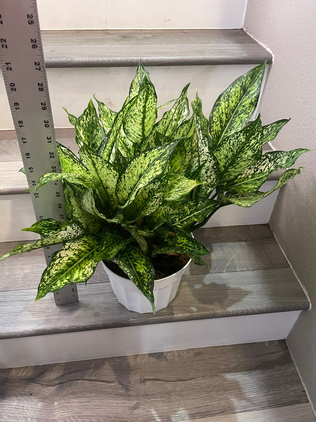 XL-8 inch potted live plant -Chinese Evergreen &