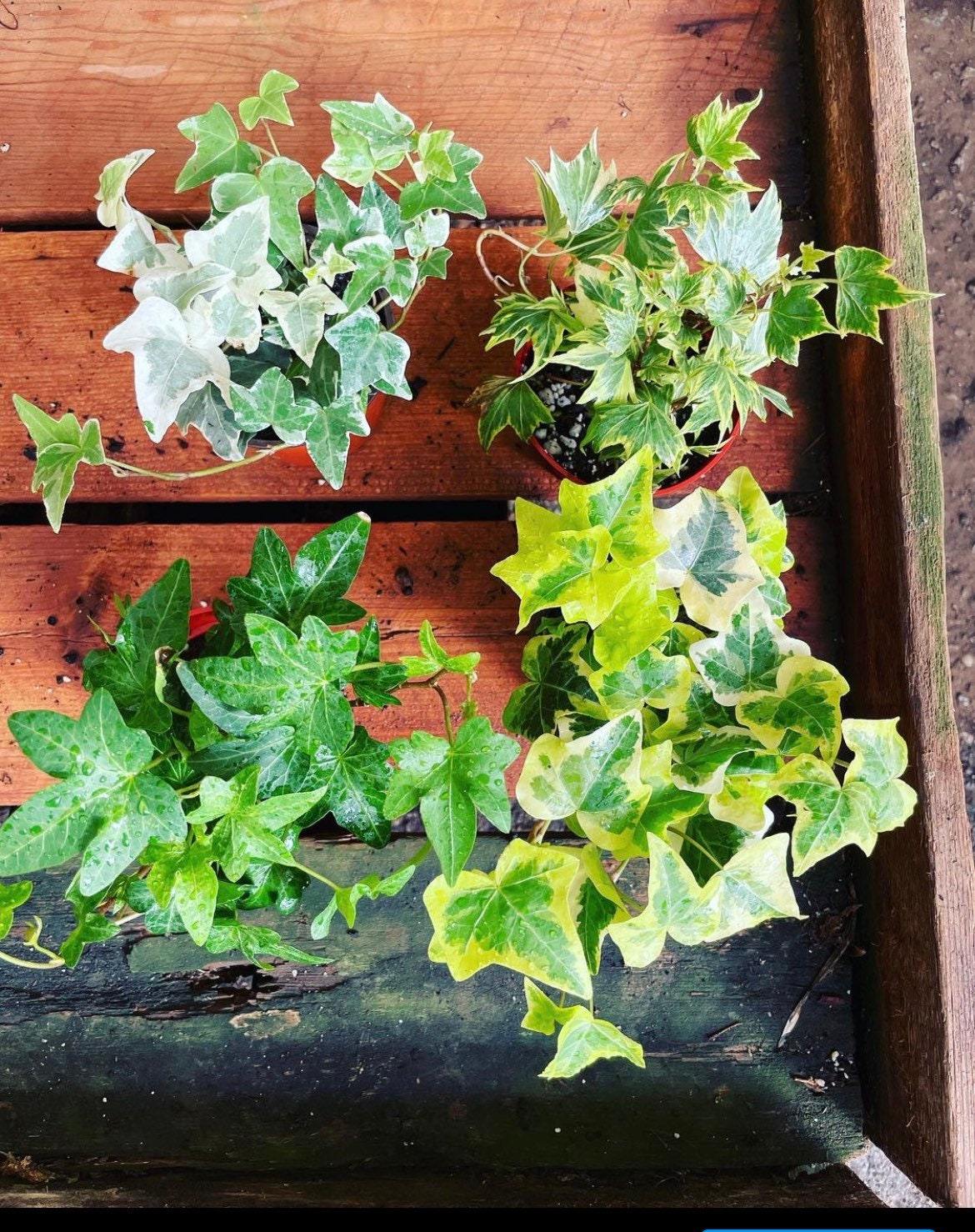 4 inch ivy combination -english yellow and white variegated ivy-hard to find -live plant comes in growers pot-4 plants similar to picture