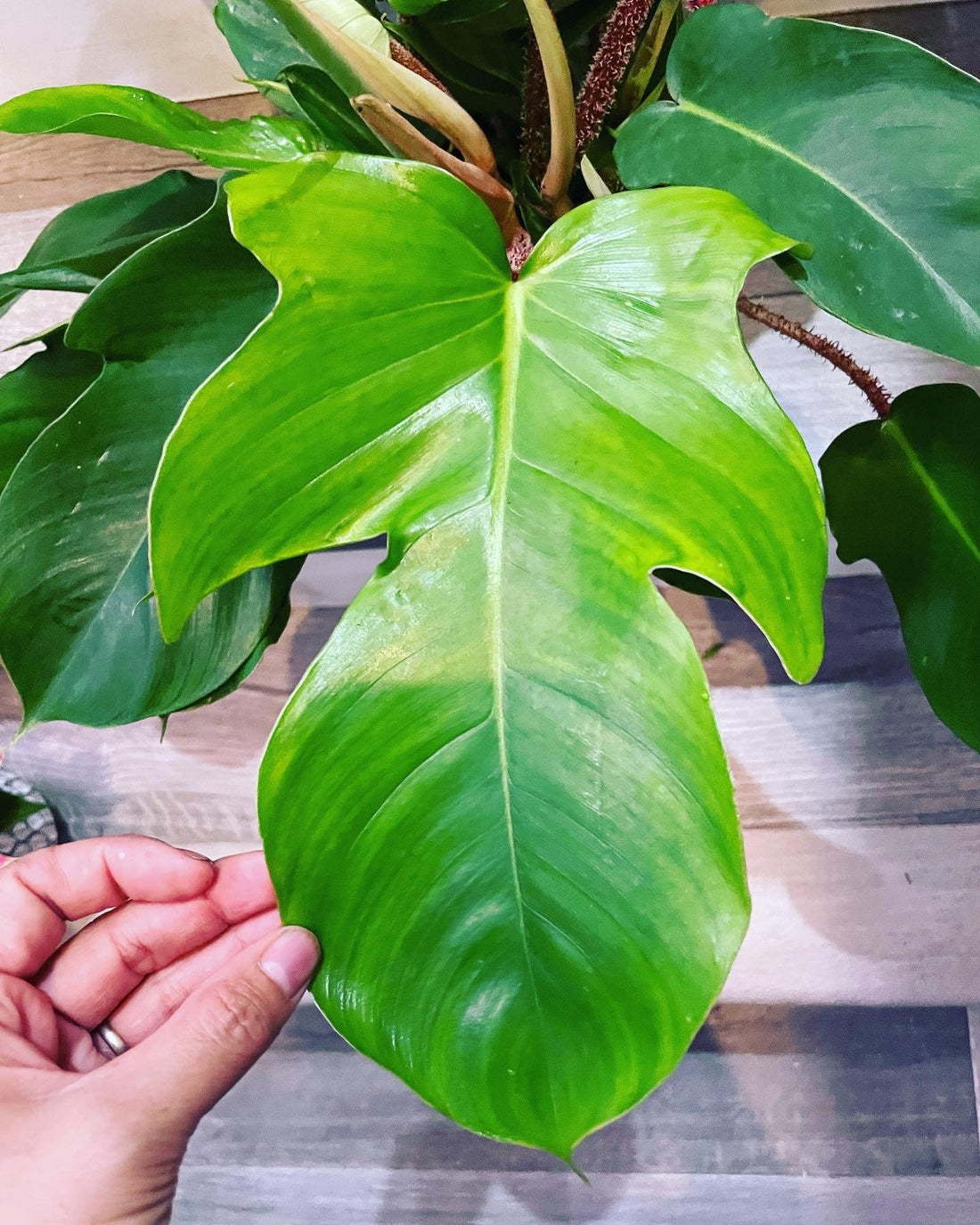XL -Philodendron squamiferum hard to find this size -large leaves -hairy stems - not exact plant