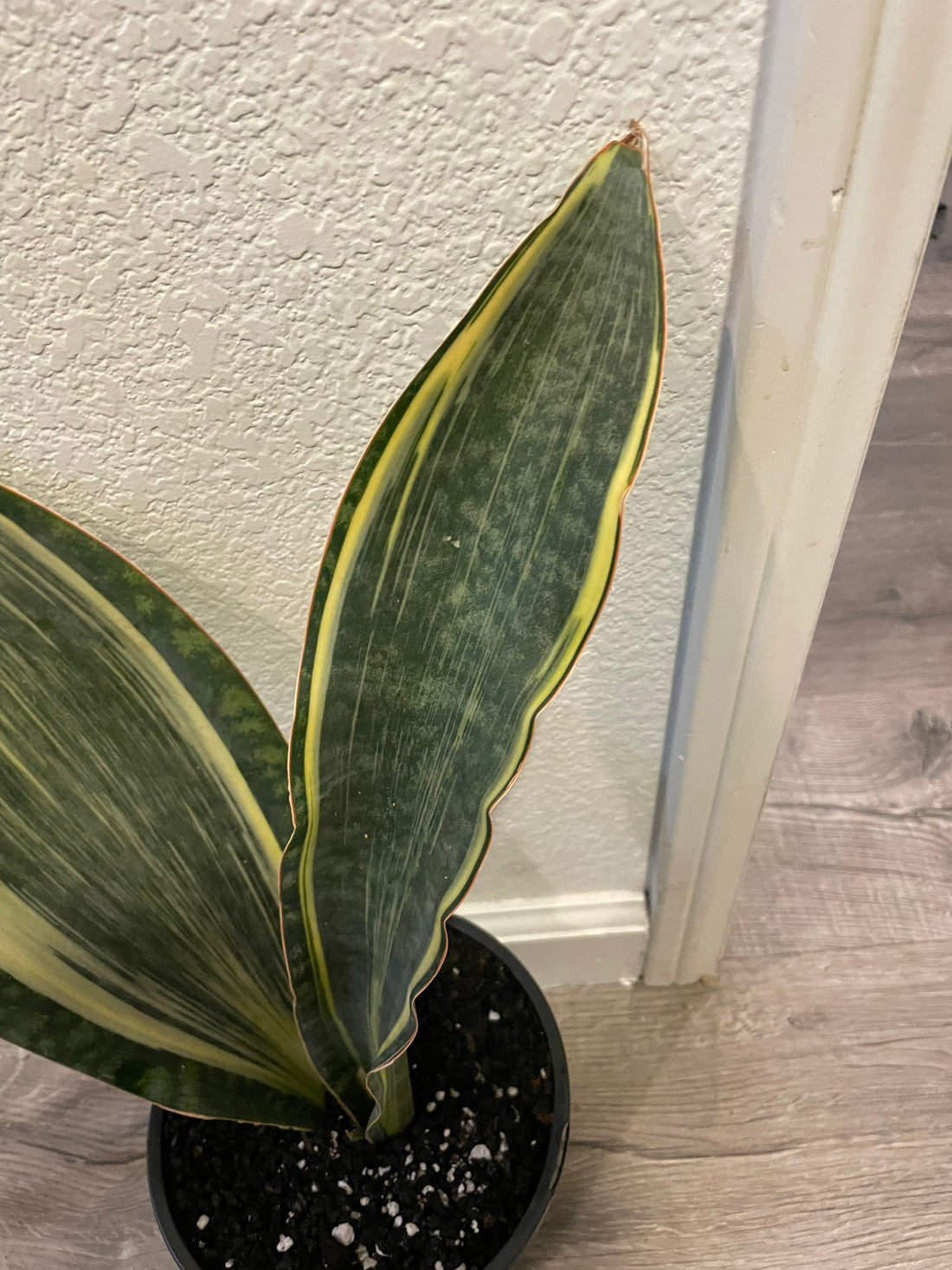 8-10 Inches tall - air purifier easy care-Sansevieria masoniana whale fin -variegated rare-not exact plant-based on what’s in stock