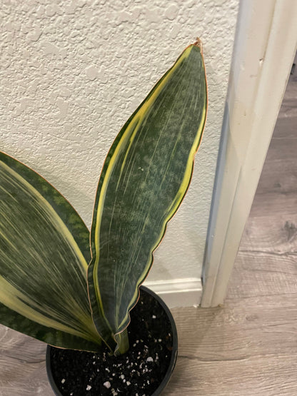 8-10 Inches tall - air purifier easy care-Sansevieria masoniana whale fin -variegated rare-not exact plant-based on what’s in stock