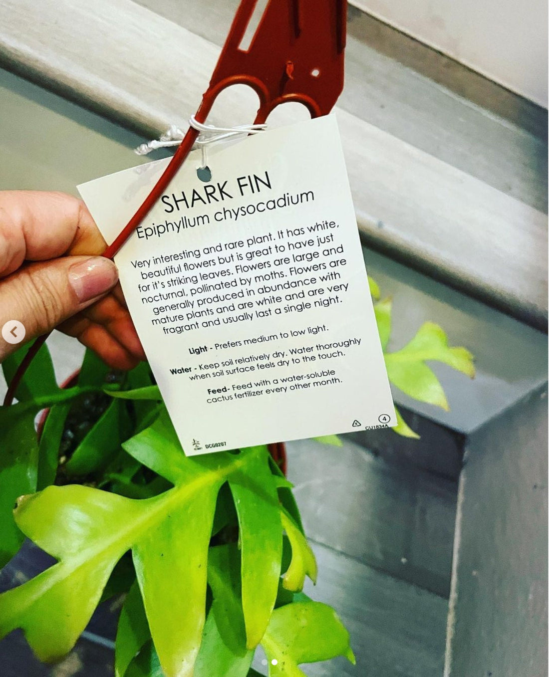 6 inch long cutting -rare hard to find -Shark Fin Cactus,Sharktooth Fern,Selenicereus chrysocardium,Fern leaf Orchid Cactus-cutting only!!!