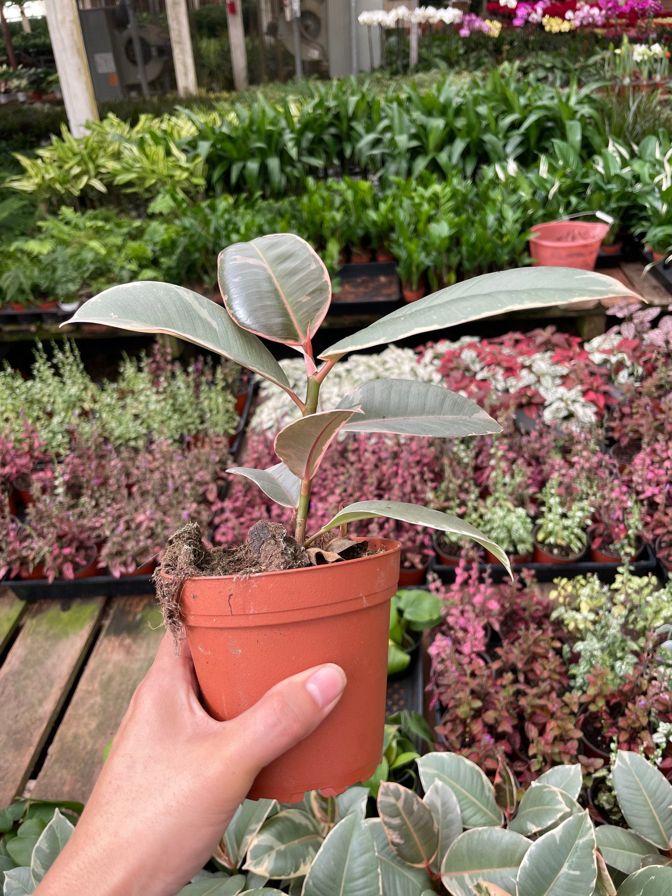 Small starter variegated ficus elastica teneke -similar to picture not exact plant